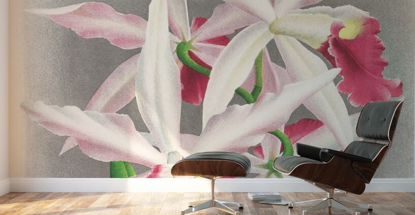 Laelia elegans  Wall Murals