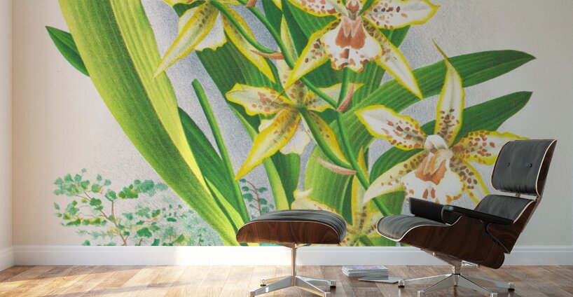 Odontoglossum duvivierianum Wall Murals