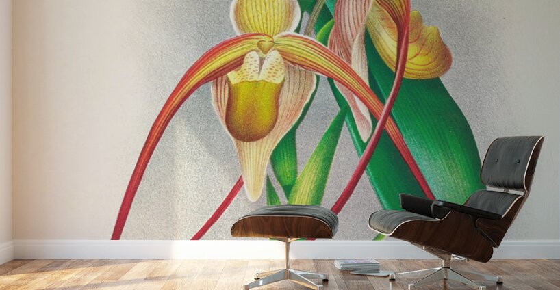 Selenipedium grande Wall Murals