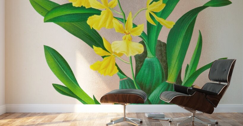 Oncidium concolor Wall Murals