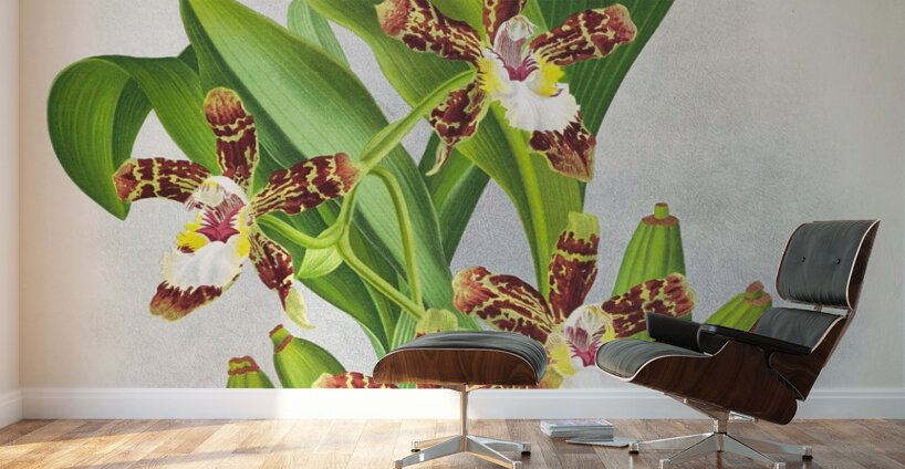 Zygopetalum jorisianum Wall Murals