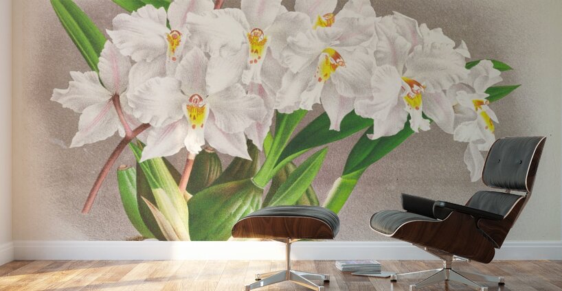 Odontoglossum alexandrae Wall Murals