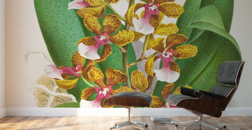 Oncidium Lannceanum Wall Murals