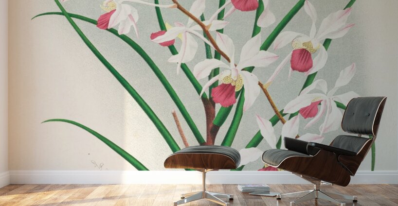 Vanda kimballiana Wall Murals