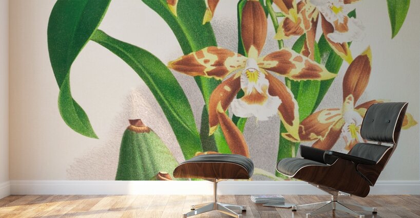 Odontoglossum luteo-purpureum Wall Murals