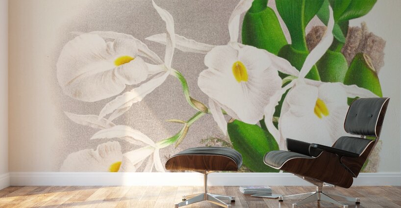 Pilumna nobilis Wall Murals