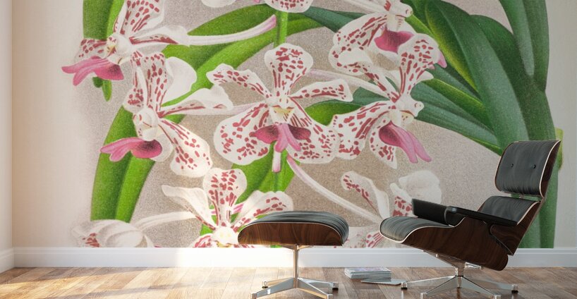 Vanda suavis Wall Murals