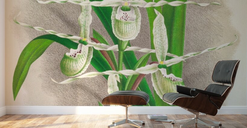 Selenipedium Reticulatum Wall Murals