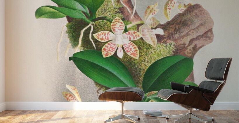 Phalaenopsis sumatrana Wall Murals