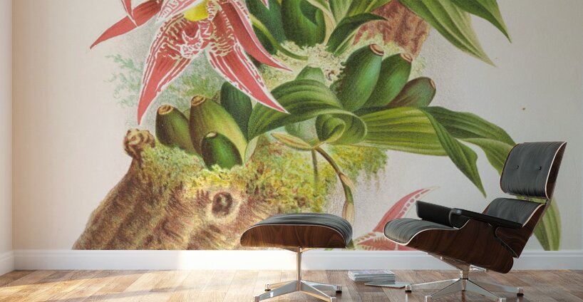 Paphinia Randi Paphinia Cristata Wall Murals