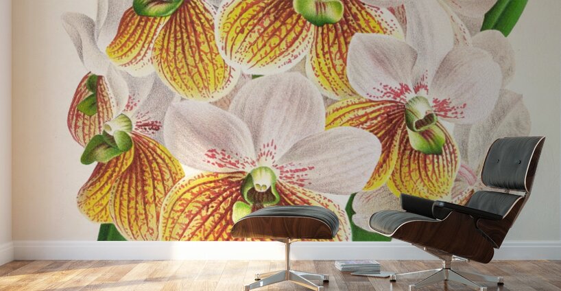 Vanda Sanderiana var Labello Viridi Wall Murals