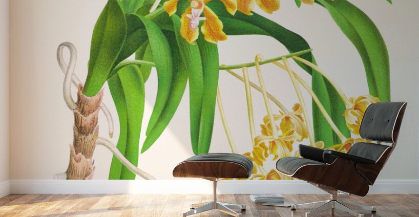 Vanda lindeni Wall Murals