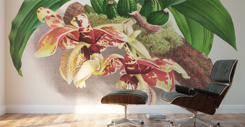 Stanhopea Tigrina Wall Murals