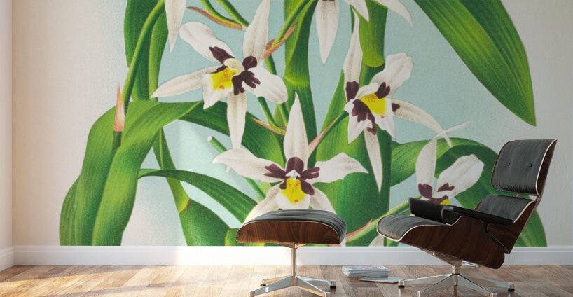 Odontoglossum maxillare Wall Murals