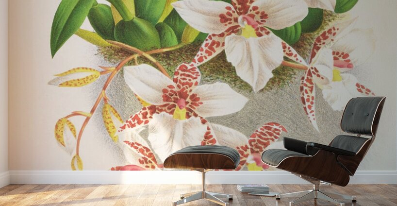 Odontoglossum rubescens Wall Murals