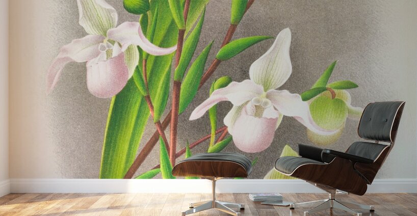 Selenipedium sedeni candidulum Wall Murals
