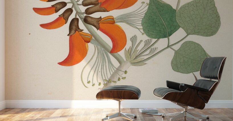 Erythrina Caffras 1817 Wall Murals