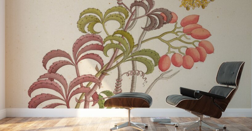 Cisfus Nov. Sp. [Cyphostemma quinatum] 1817 Wall Murals