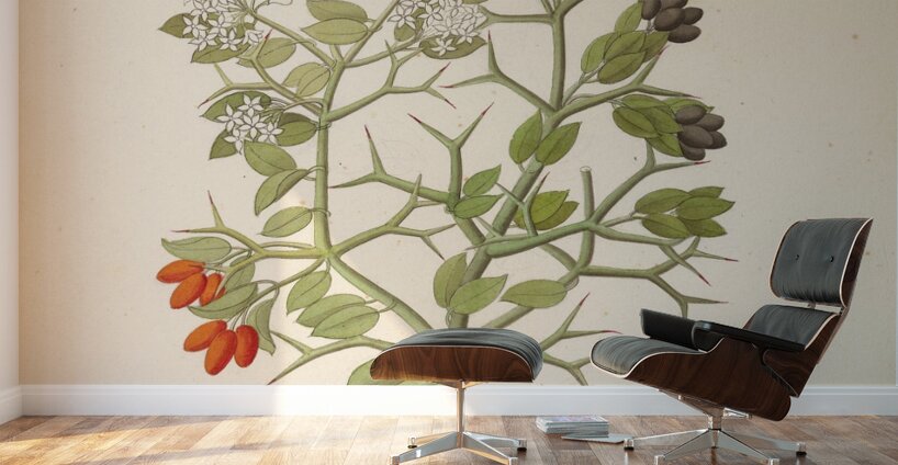 2 species of Carisfa arduina [Carissa haematocarpa] 1817 Wall Murals