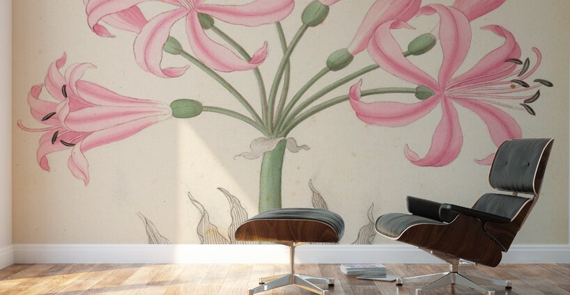 Amarillis [Boophone disticha] 1817 Wall Murals