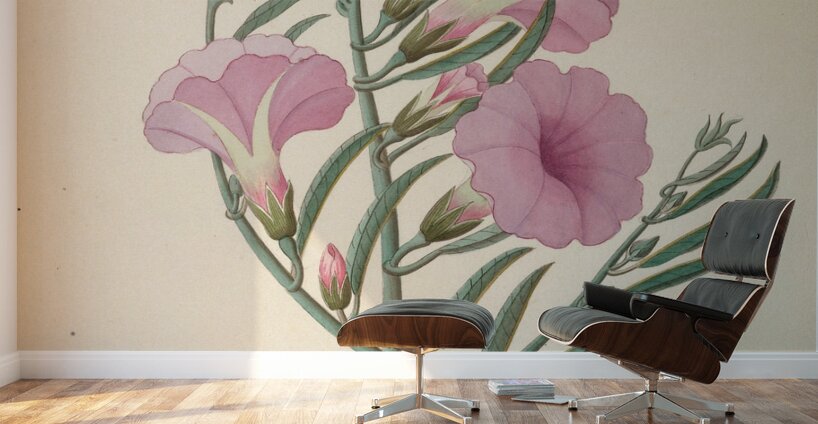 Convolvulus [Ipomoea oenotheroides] 1817 Wall Murals