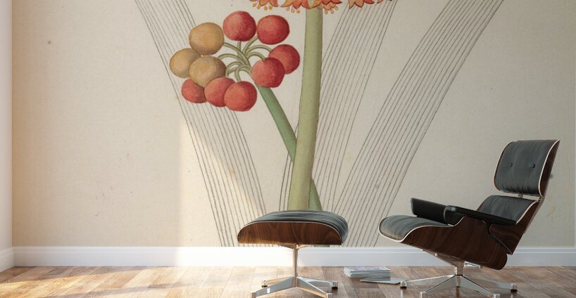 Cyrtanthus [Clivia nobilis] 1817 Wall Murals