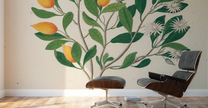 Hexand. Mono. [Mimusops obovata] 1817 Wall Murals