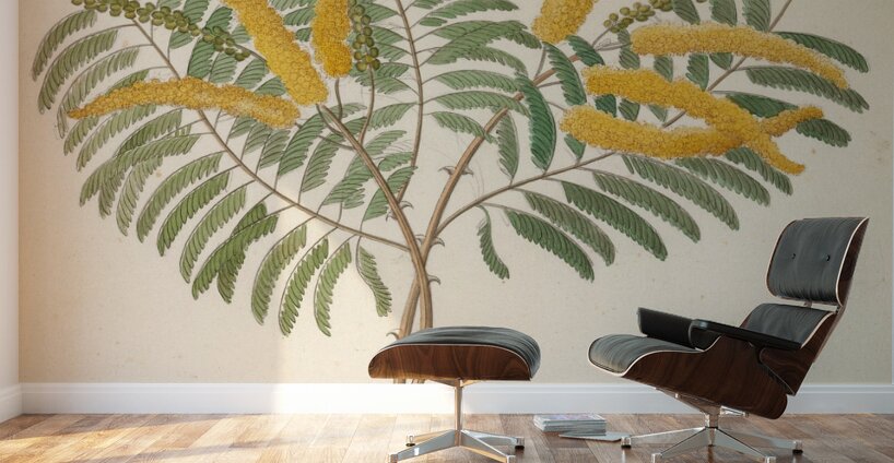 Mimosa [Acacia caffra] 1817 Wall Murals