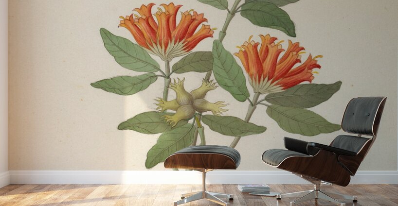 Gardenia Nova Sp. [Burchellia bubalina] 1817 Wall Murals