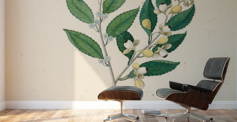 Rhamnus [Curtisia dentata] 1817 Wall Murals