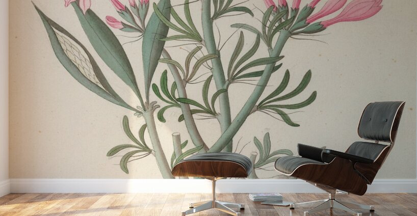 Ceropegia or Echites [Pachypodium succulentum] 1817 Wall Murals