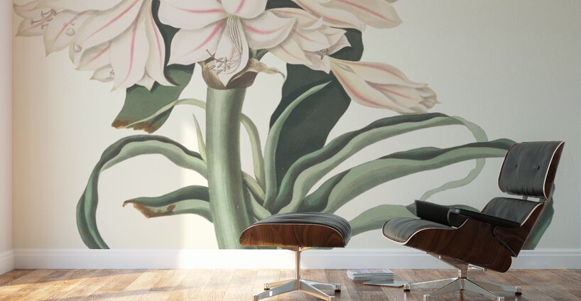 Crinum Scabrum 1834 Wall Murals