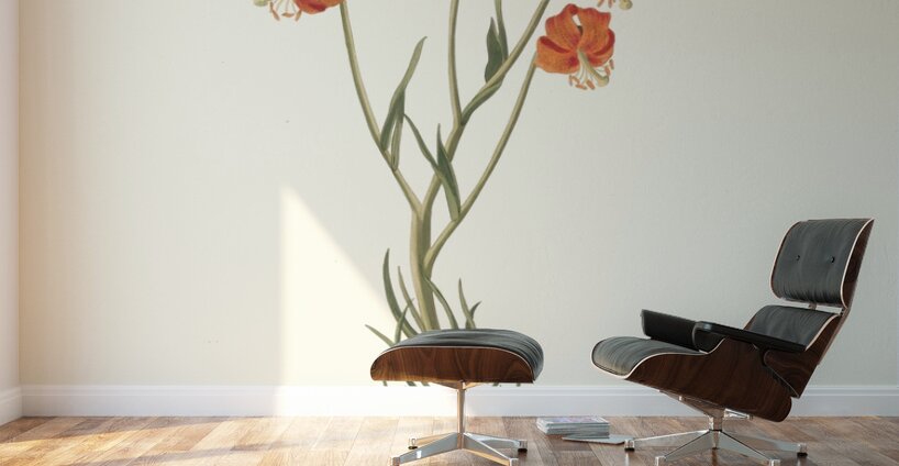 Lilium Pyrenaicum 1834 Wall Murals