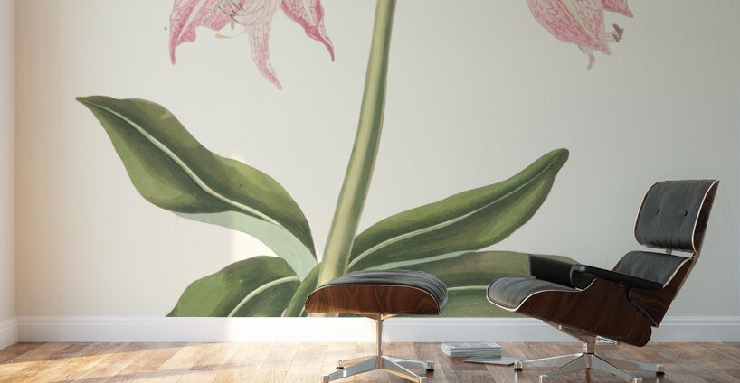 Amaryllis Steilatafolia 1834 Wall Murals