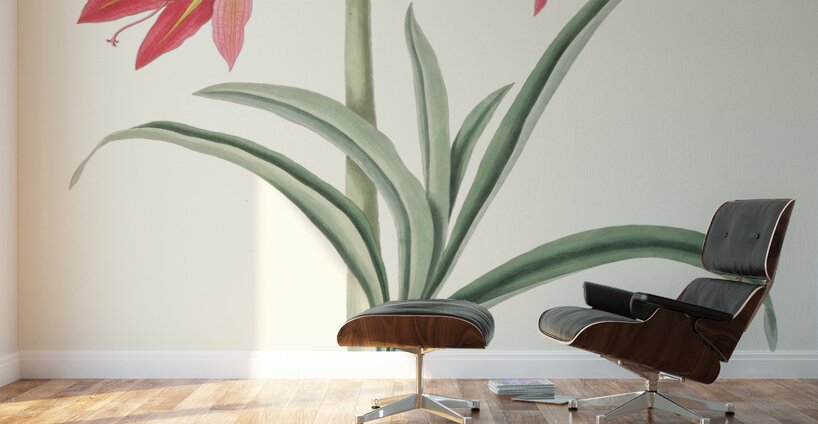 Amryllis Platypetala. 1834 Wall Murals