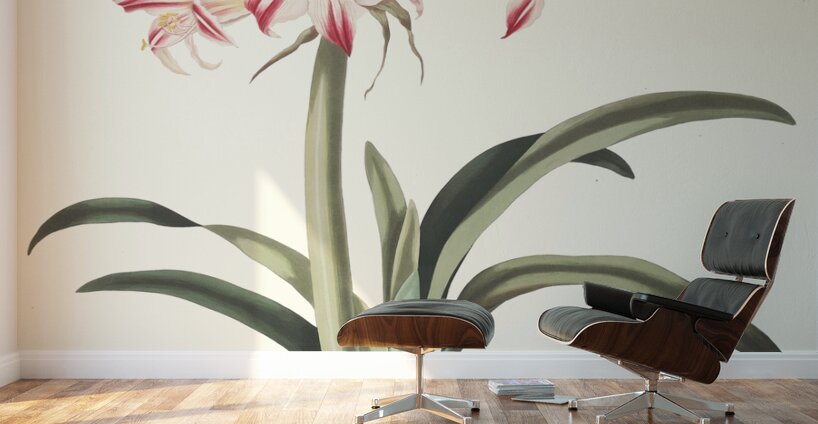 Ameryllis Superba Vittata 1834 Wall Murals