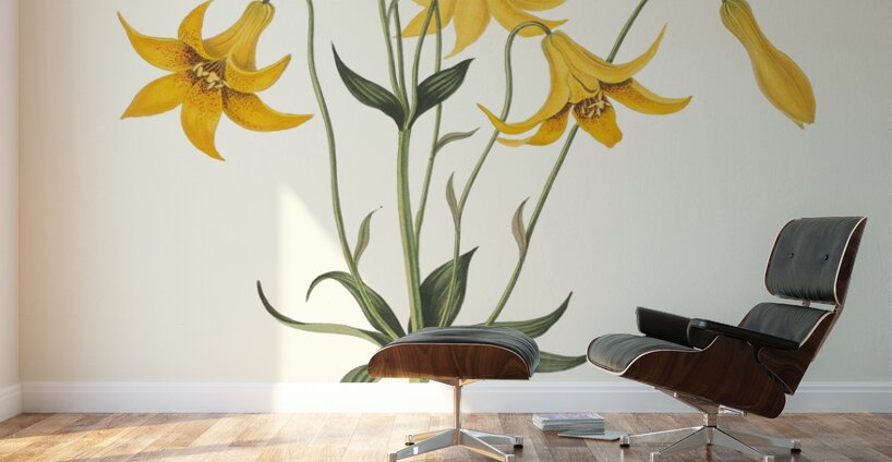 Lilium Canadense. [Canada Lily Wild Yellow Lily] 183400 Wall Murals