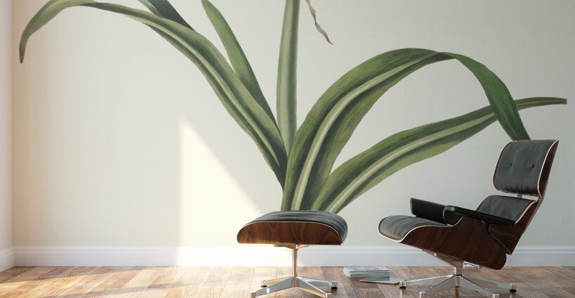 Pancratium Amancaes 1834 Wall Murals