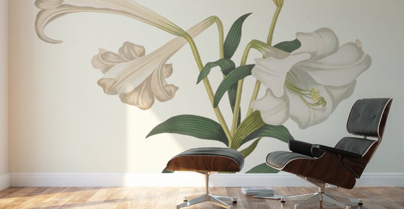 Lilium Longiflorum. 1834 Wall Murals