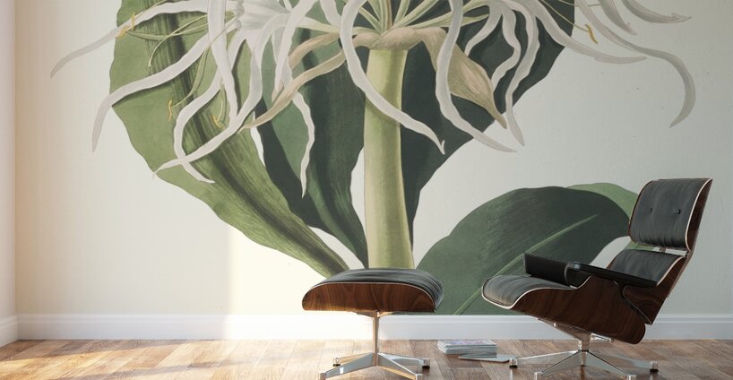 Pancratium Specidsum 1834 Wall Murals