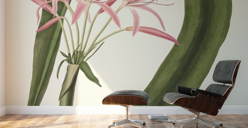 Crinum Cruentum 1834 Wall Murals