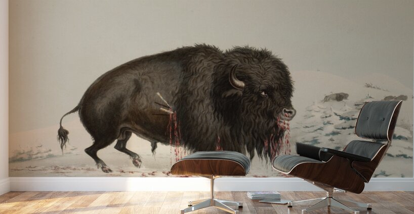 Wounded Buffalo Bull 1844 Wall Murals