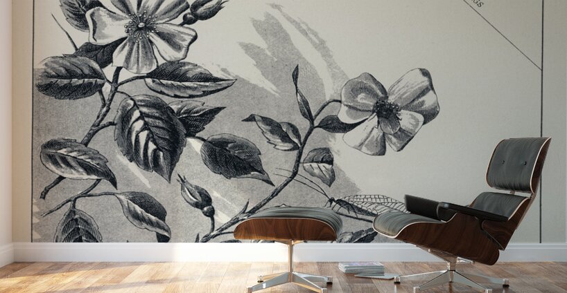 Trout Flies  Wall Murals
