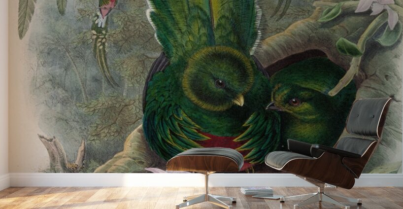 John Gould trogons 027 Wall Murals