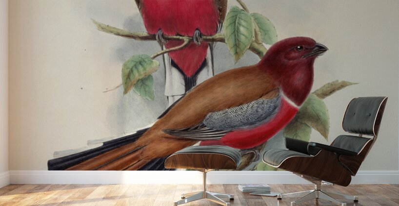John Gould trogons 047 Wall Murals