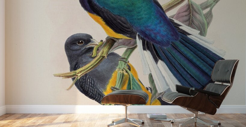 John Gould trogons 030 Wall Murals