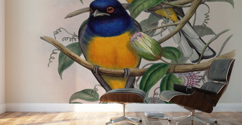 John Gould trogons 018 Wall Murals