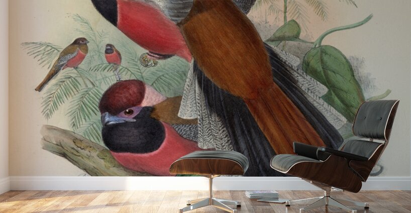 John Gould trogons 034 Wall Murals