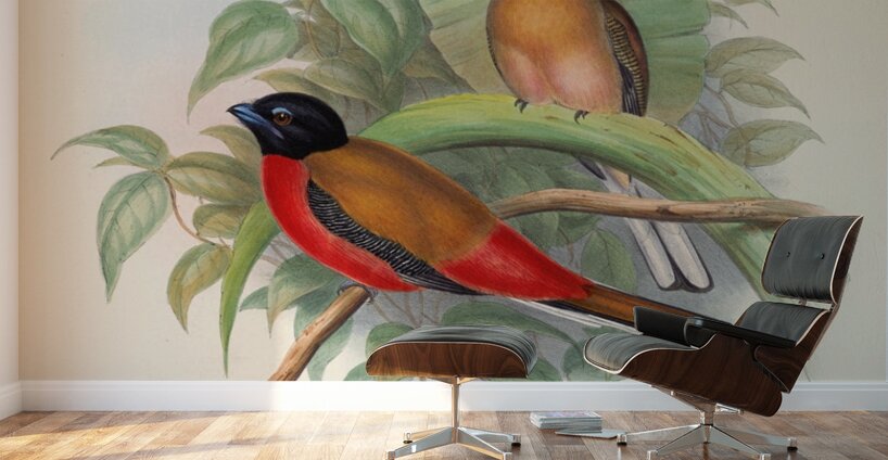 John Gould trogons 012 Wall Murals
