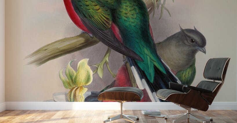 John Gould trogons 004 Wall Murals